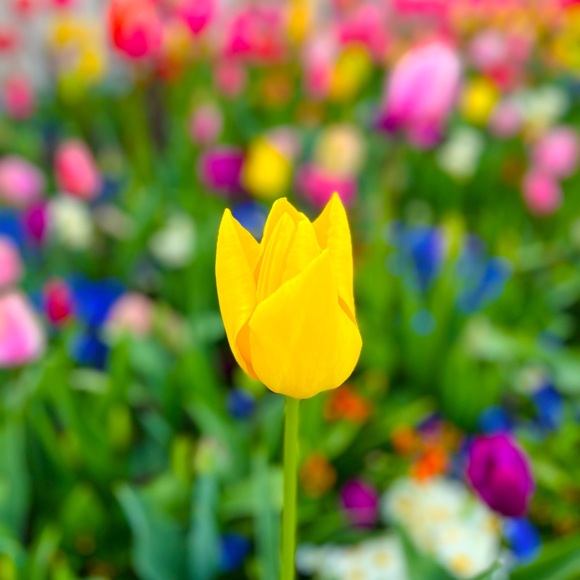 Meet your Posher, Emily. - Picture 1 of 1